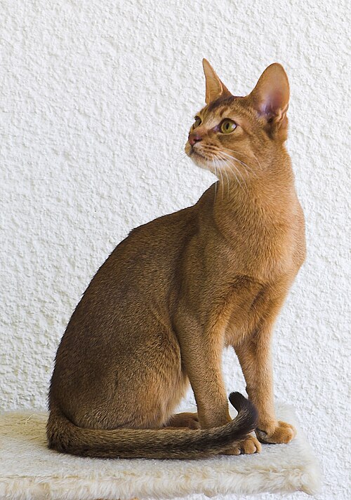 아비시니안 (Abyssinian) 고양이 사진