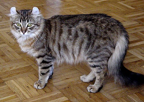 아메리칸 컬 (American Curl) 고양이 사진