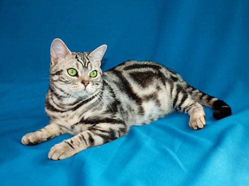 아메리칸 쇼트헤어 (American Shorthair) 고양이 사진