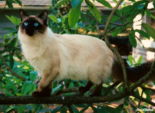 발리니즈 (Balinese) 고양이 사진