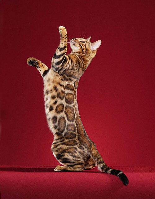 벵갈 (Bengal) 고양이 사진