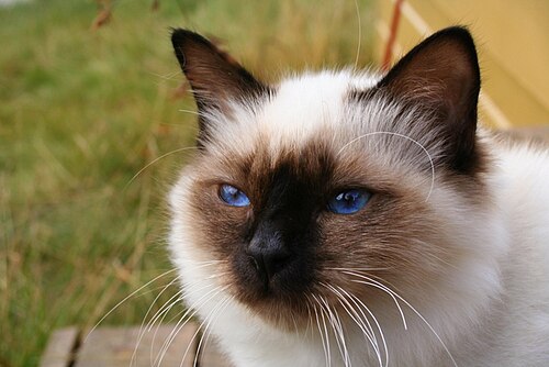 버먼 (Birman) 고양이 사진