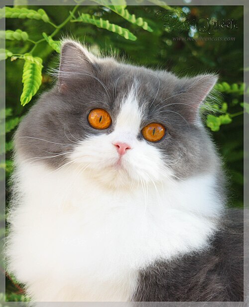브리티시 롱헤어 (British Longhair) 고양이 사진