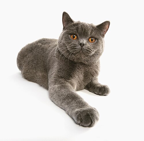 브리티시 쇼트헤어 (British Shorthair) 고양이 사진