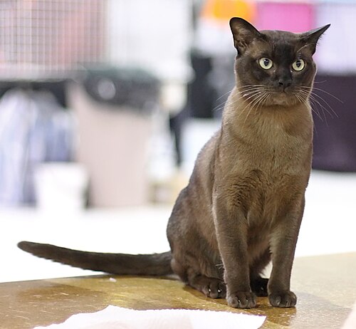 버미즈 (Burmese) 고양이 사진