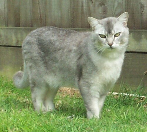 버밀라 (Burmilla) 고양이 사진