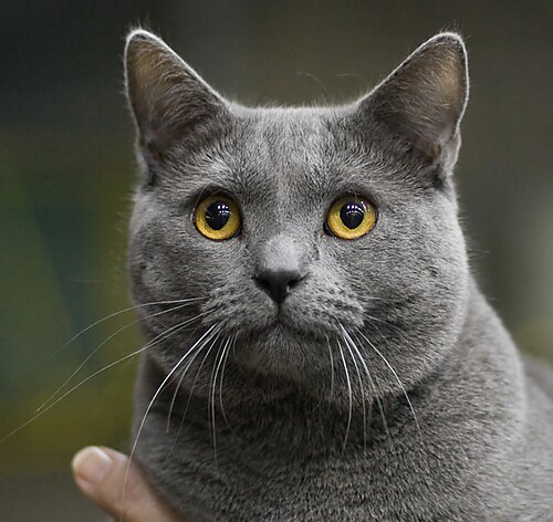 샤르트뢰 (Chartreux) 고양이 사진