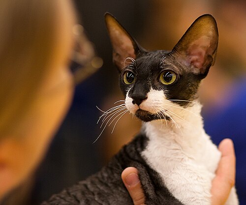 코니시 렉스 (Cornish Rex) 고양이 사진