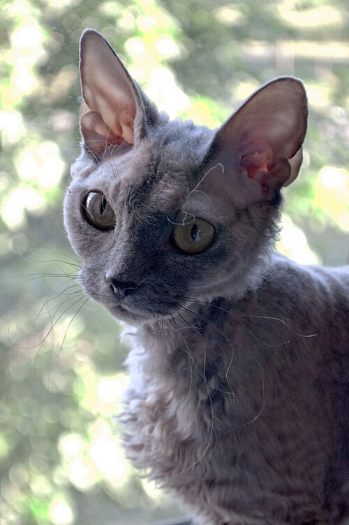 데본 렉스 (Devon Rex) 고양이 사진