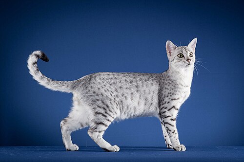 이집션 마우 (Egyptian Mau) 고양이 사진