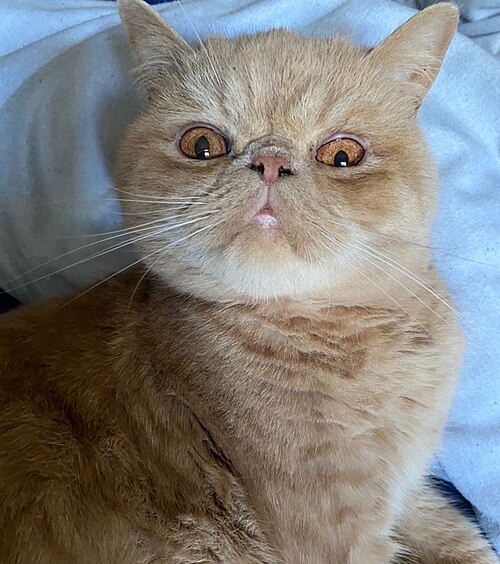 이그저틱 쇼트헤어 (Exotic Shorthair) 고양이 사진