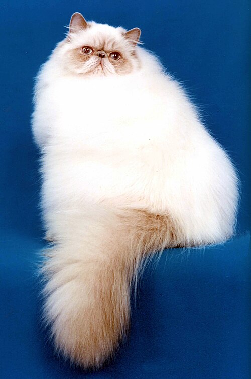 히말라얀 (Himalayan) 고양이 사진