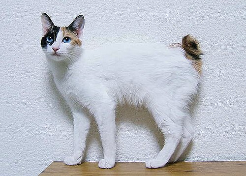 재패니즈 밥테일 (Japanese Bobtail) 고양이 사진