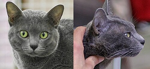 코랏 (Korat) 고양이 사진