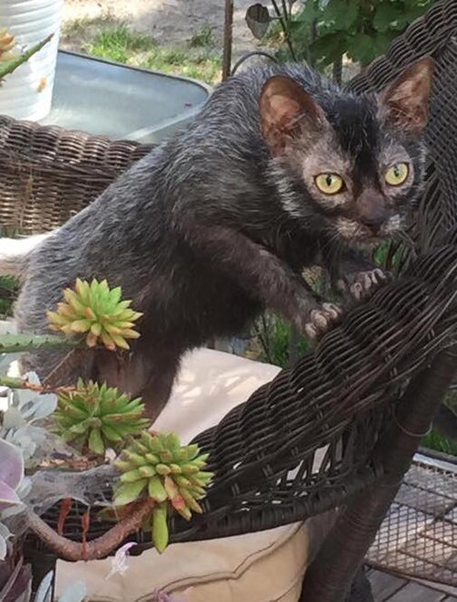 라이코이 (Lykoi) 고양이 사진