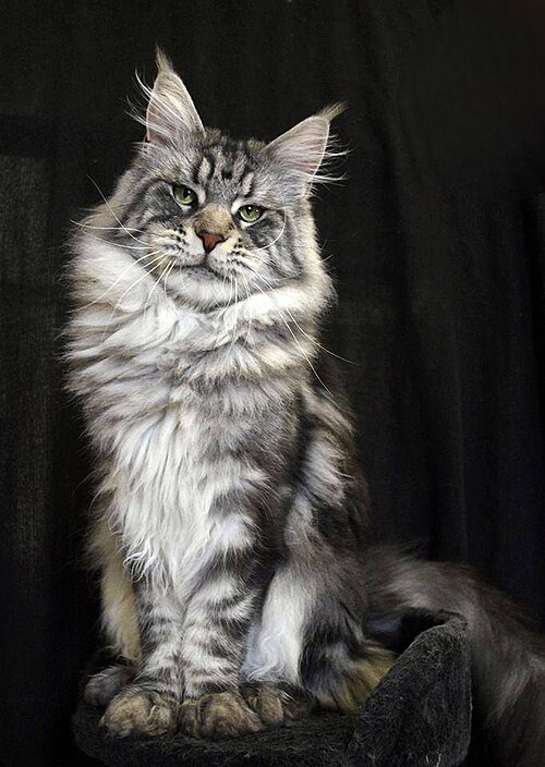 메인쿤 (Maine Coon) 고양이 사진