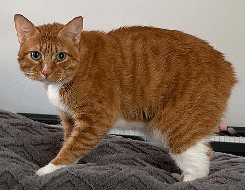 맹크스 (Manx) 고양이 사진