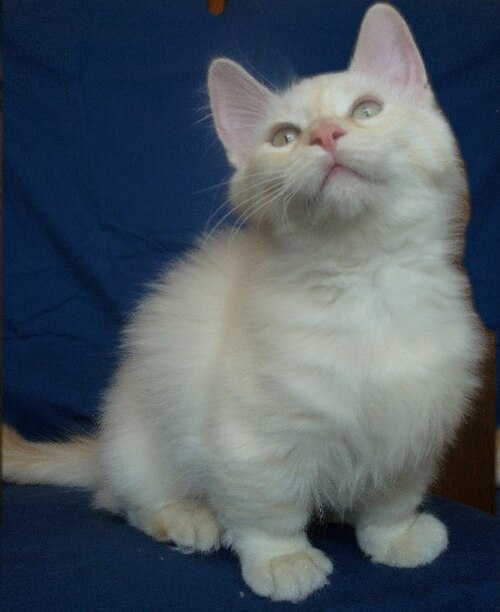 먼치킨 (Munchkin) 고양이 사진