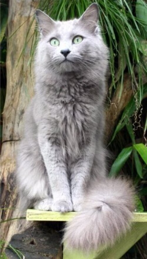네벨룽 (Nebelung) 고양이 사진