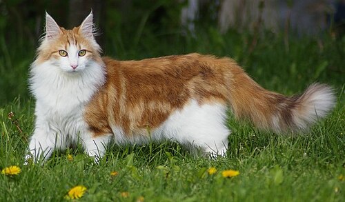 노르웨이 숲고양이 (Norwegian Forest Cat) 고양이 사진