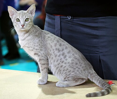 오시캣 (Ocicat) 고양이 사진