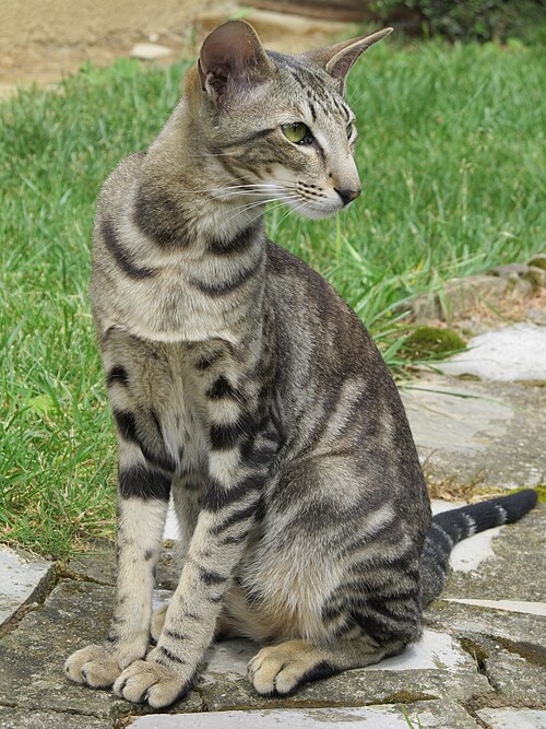 오리엔탈 쇼트헤어 (Oriental Shorthair) 고양이 사진