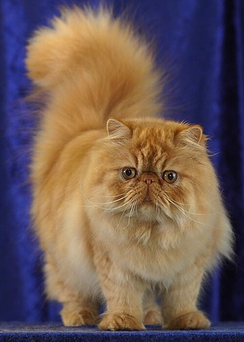 페르시안 (Persian) 고양이 사진
