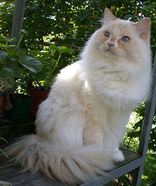 라가머핀 (Ragamuffin) 고양이 사진