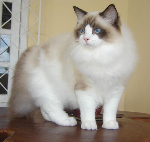 랙돌 (Ragdoll) 고양이 사진
