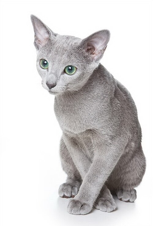 러시안 블루 (Russian Blue) 고양이 사진