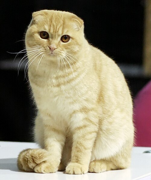 스코티시 폴드 (Scottish Fold) 고양이 사진