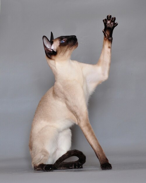 샴 (Siamese) 고양이 사진