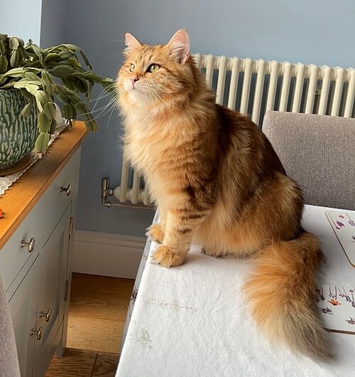 시베리안 (Siberian) 고양이 사진