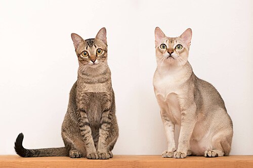 싱가푸라 (Singapura) 고양이 사진