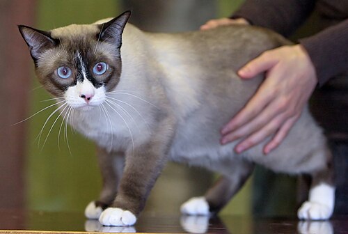 스노우슈 (Snowshoe) 고양이 사진