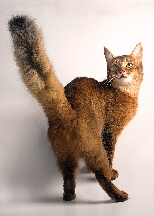 소말리 (Somali) 고양이 사진