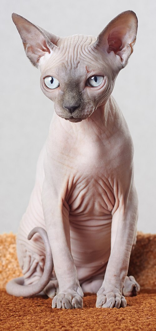 스핑크스 (Sphynx) 고양이 사진