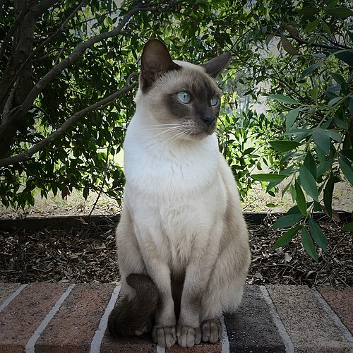 통키니즈 (Tonkinese) 고양이 사진