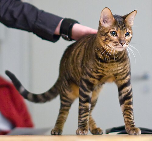 토이거 (Toyger) 고양이 사진