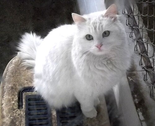 터키시 앙고라 (Turkish Angora) 고양이 사진