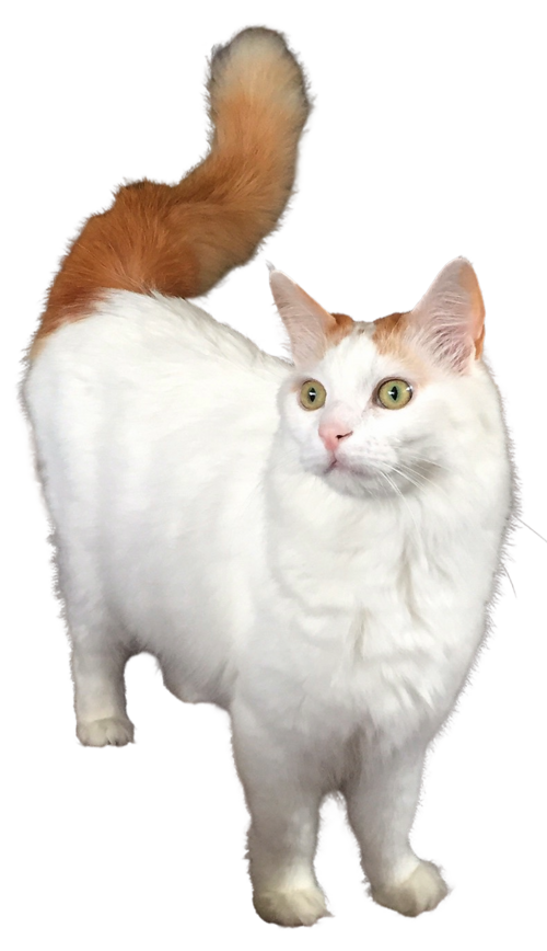 터키시 반 (Turkish Van) 고양이 사진